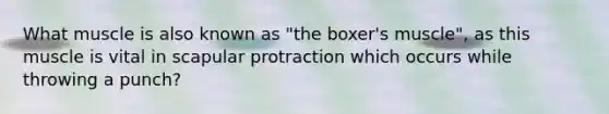 What muscle is also known as "the boxer's muscle", as this muscle is vital in scapular protraction which occurs while throwing a punch?