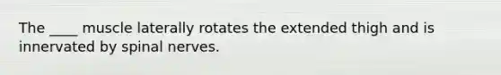 The ____ muscle laterally rotates the extended thigh and is innervated by spinal nerves.