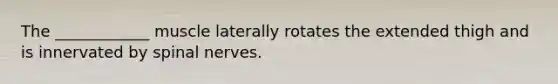 The ____________ muscle laterally rotates the extended thigh and is innervated by spinal nerves.