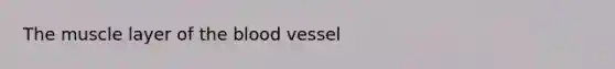 The muscle layer of <a href='https://www.questionai.com/knowledge/k7oXMfj7lk-the-blood' class='anchor-knowledge'>the blood</a> vessel