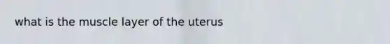 what is the muscle layer of the uterus