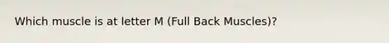Which muscle is at letter M (Full Back Muscles)?