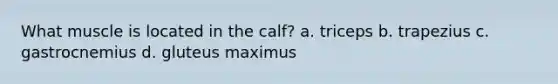 What muscle is located in the calf? a. triceps b. trapezius c. gastrocnemius d. gluteus maximus