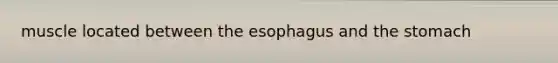 muscle located between the esophagus and the stomach