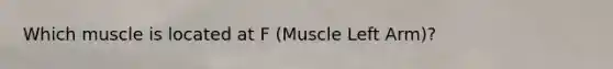 Which muscle is located at F (Muscle Left Arm)?