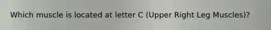 Which muscle is located at letter C (Upper Right Leg Muscles)?