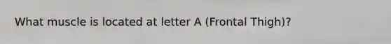 What muscle is located at letter A (Frontal Thigh)?