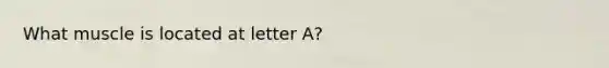 What muscle is located at letter A?