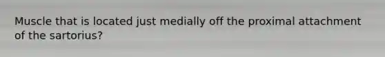 Muscle that is located just medially off the proximal attachment of the sartorius?