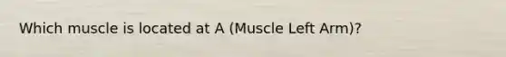 Which muscle is located at A (Muscle Left Arm)?