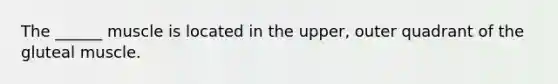 The ______ muscle is located in the upper, outer quadrant of the gluteal muscle.