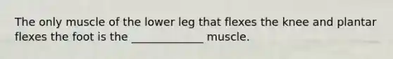 The only muscle of the lower leg that flexes the knee and plantar flexes the foot is the _____________ muscle.