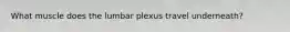 What muscle does the lumbar plexus travel underneath?