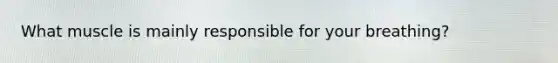 What muscle is mainly responsible for your breathing?