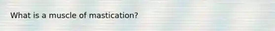 What is a muscle of mastication?