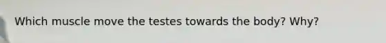 Which muscle move the testes towards the body? Why?