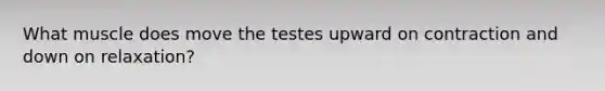 What muscle does move the testes upward on contraction and down on relaxation?