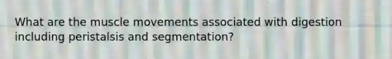 What are the muscle movements associated with digestion including peristalsis and segmentation?