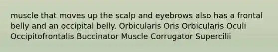 muscle that moves up the scalp and eyebrows also has a frontal belly and an occipital belly. Orbicularis Oris Orbicularis Oculi Occipitofrontalis Buccinator Muscle Corrugator Supercilii