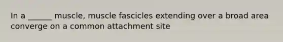 In a ______ muscle, muscle fascicles extending over a broad area converge on a common attachment site