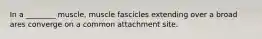 In a ________ muscle, muscle fascicles extending over a broad ares converge on a common attachment site.