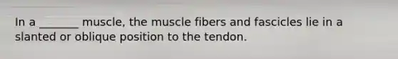 In a _______ muscle, the muscle fibers and fascicles lie in a slanted or oblique position to the tendon.