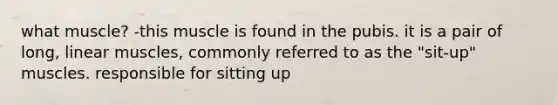 what muscle? -this muscle is found in the pubis. it is a pair of long, linear muscles, commonly referred to as the "sit-up" muscles. responsible for sitting up