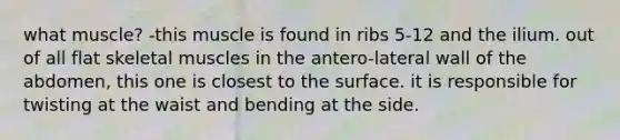 what muscle? -this muscle is found in ribs 5-12 and the ilium. out of all flat skeletal muscles in the antero-lateral wall of the abdomen, this one is closest to the surface. it is responsible for twisting at the waist and bending at the side.