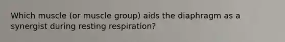 Which muscle (or muscle group) aids the diaphragm as a synergist during resting respiration?