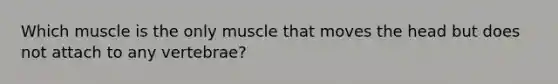 Which muscle is the only muscle that moves the head but does not attach to any vertebrae?