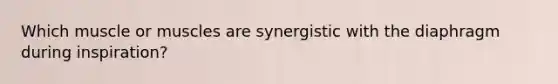 Which muscle or muscles are synergistic with the diaphragm during inspiration?