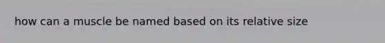 how can a muscle be named based on its relative size