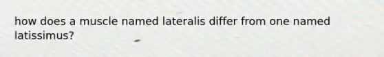 how does a muscle named lateralis differ from one named latissimus?