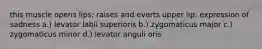 this muscle opens lips; raises and everts upper lip; expression of sadness a.) levator labii superioris b.) zygomaticus major c.) zygomaticus minor d.) levator anguli oris