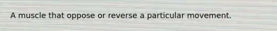 A muscle that oppose or reverse a particular movement.