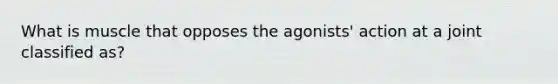 What is muscle that opposes the agonists' action at a joint classified as?