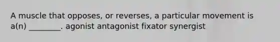 A muscle that opposes, or reverses, a particular movement is a(n) ________. agonist antagonist fixator synergist