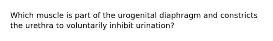 Which muscle is part of the urogenital diaphragm and constricts the urethra to voluntarily inhibit urination?