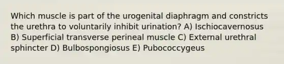 Which muscle is part of the urogenital diaphragm and constricts the urethra to voluntarily inhibit urination? A) Ischiocavernosus B) Superficial transverse perineal muscle C) External urethral sphincter D) Bulbospongiosus E) Pubococcygeus