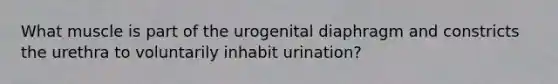 What muscle is part of the urogenital diaphragm and constricts the urethra to voluntarily inhabit urination?