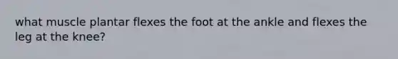 what muscle plantar flexes the foot at the ankle and flexes the leg at the knee?