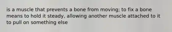 is a muscle that prevents a bone from moving; to fix a bone means to hold it steady, allowing another muscle attached to it to pull on something else