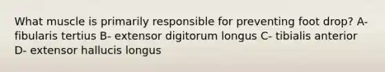 What muscle is primarily responsible for preventing foot drop? A- fibularis tertius B- extensor digitorum longus C- tibialis anterior D- extensor hallucis longus