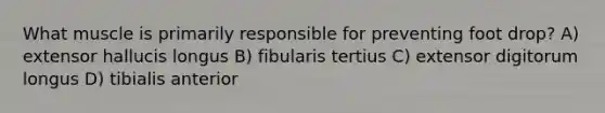 What muscle is primarily responsible for preventing foot drop? A) extensor hallucis longus B) fibularis tertius C) extensor digitorum longus D) tibialis anterior