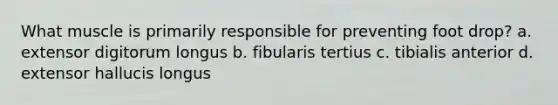 What muscle is primarily responsible for preventing foot drop? a. extensor digitorum longus b. fibularis tertius c. tibialis anterior d. extensor hallucis longus