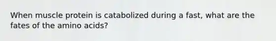 When muscle protein is catabolized during a fast, what are the fates of the amino acids?