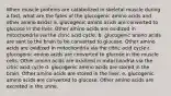 When muscle proteins are catabolized in skeletal muscle during a fast, what are the fates of the glucogenic amino acids and other amino acids? a. glucogenic amino acids are converted to glucose in the liver. Other amino acids are oxidized in mitochondria via the citric acid cycle. b. glucogenic amino acids are sent to the brain to be converted to glucose. Other amino acids are oxidized in mitochondria via the citric acid cycle c. glucogenic amino acids are converted to glucose in the muscle cells. Other amino acids are oxidized in mitochondria via the citric acid cycle d. glucogenic amino acids are stored in the brain. Other amino acids are stored in the liver. e. glucogenic amino acids are converted to glucose. Other amino acids are excreted in the urine.