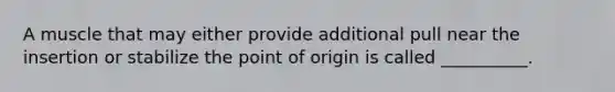 A muscle that may either provide additional pull near the insertion or stabilize the point of origin is called __________.