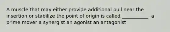 A muscle that may either provide additional pull near the insertion or stabilize the point of origin is called ___________. a prime mover a synergist an agonist an antagonist