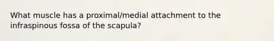 What muscle has a proximal/medial attachment to the infraspinous fossa of the scapula?